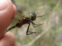 صورة Somatochlora flavomaculata (Vander Linden 1825)