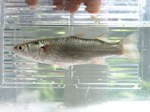 Image of Brown-backed mullet