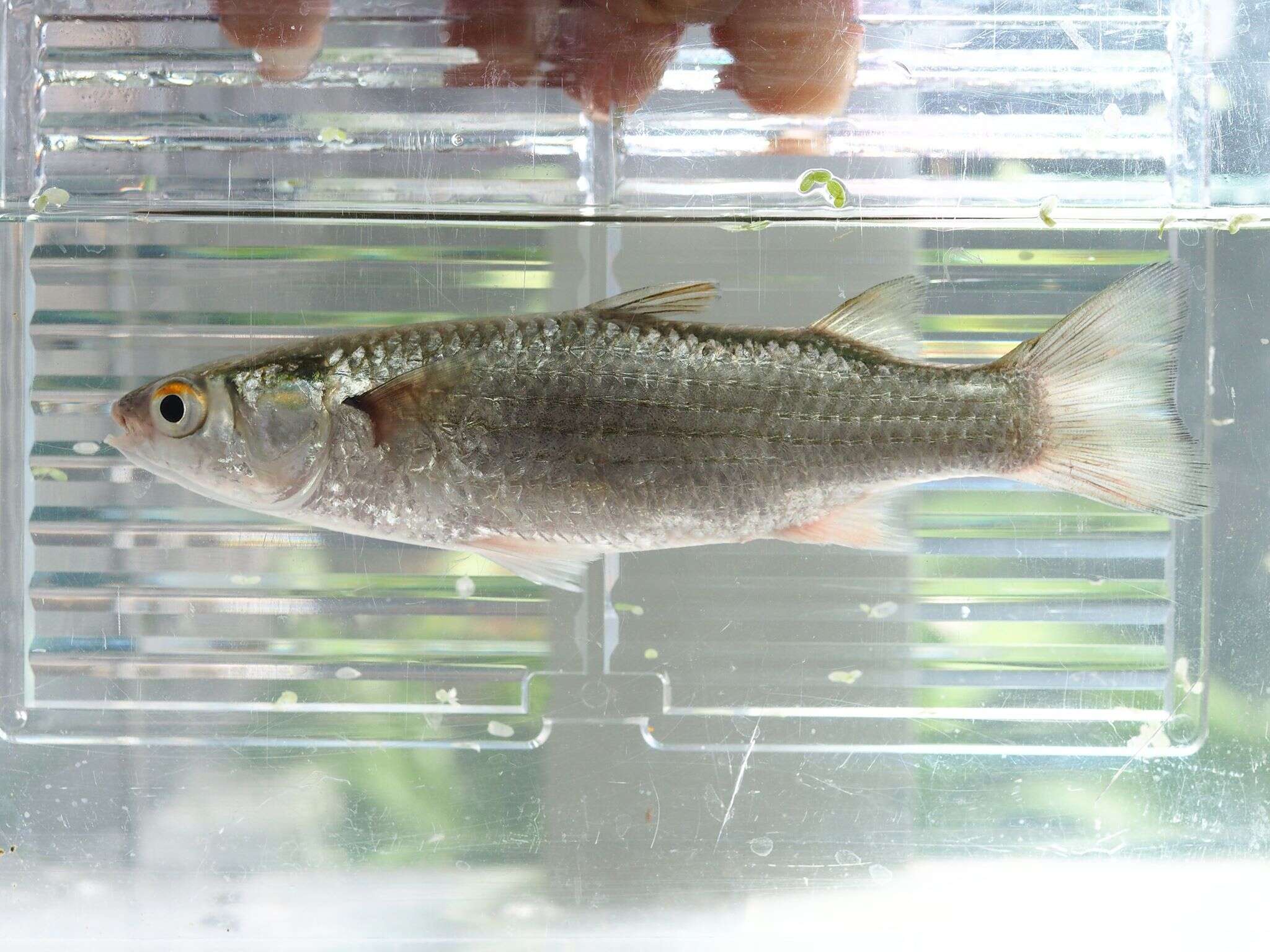 Image of Brown-backed mullet