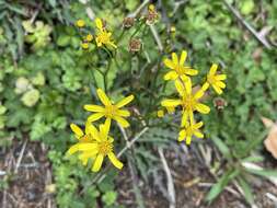 Image of Senecio morrisonensis Hayata