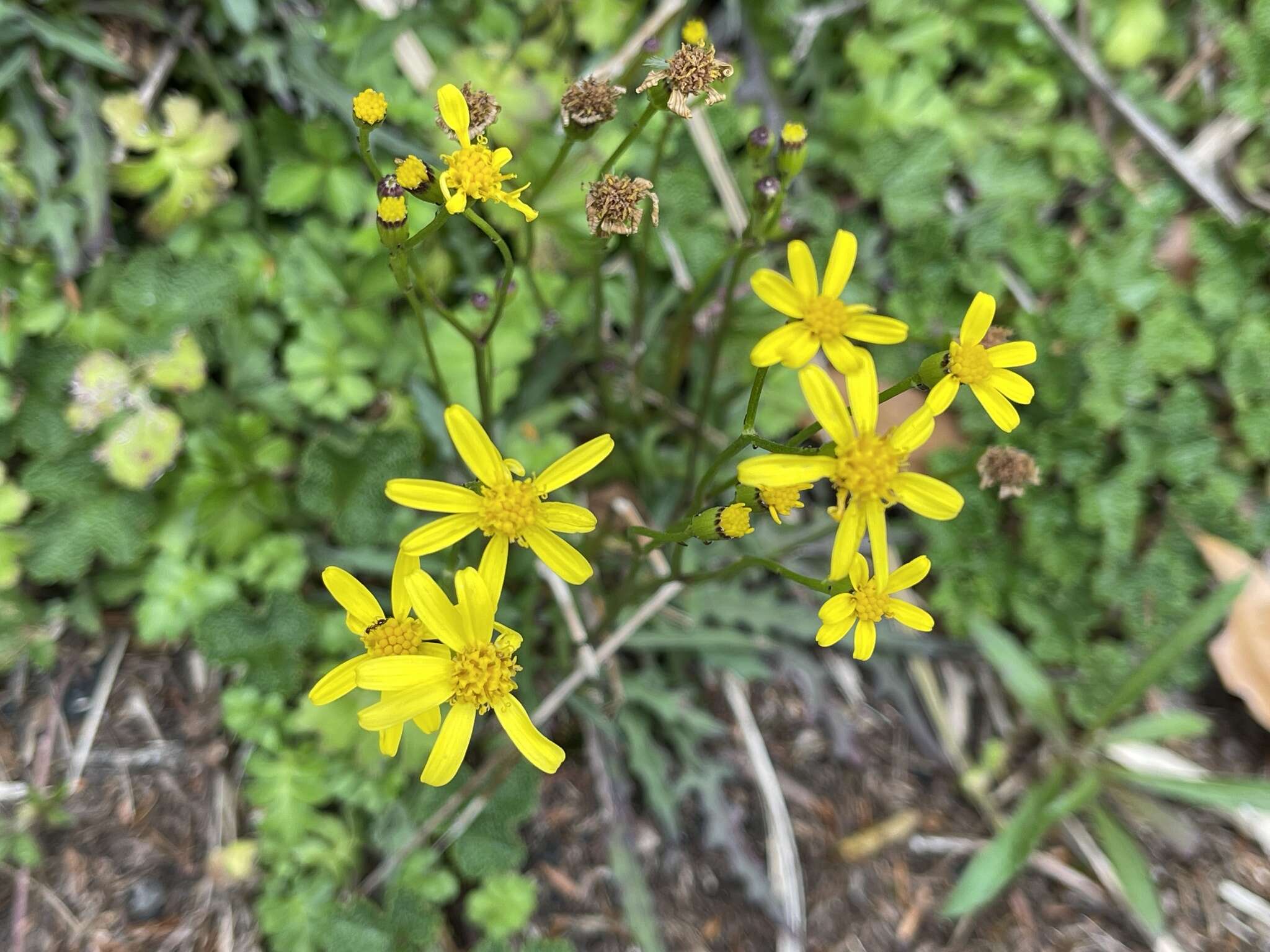 Plancia ëd Senecio morrisonensis Hayata