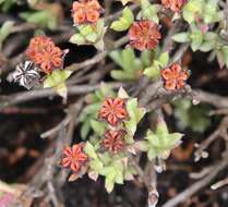 Image of Ruschia putterillii (L. Bol.) L. Bol.