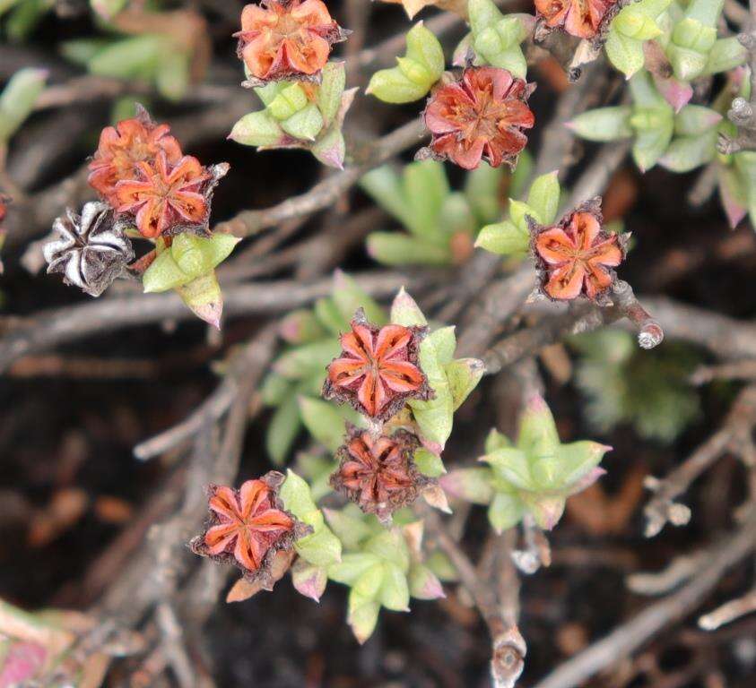 Image of Ruschia putterillii (L. Bol.) L. Bol.