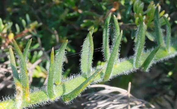 Image of Hairy Lechenaultia