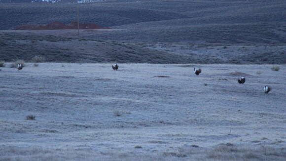 Image of Gunnison sage-grouse; greater sage-grouse