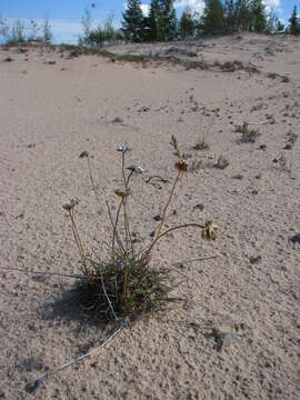 Imagem de Armeria maritima subsp. interior (Raup) A. E. Porsild