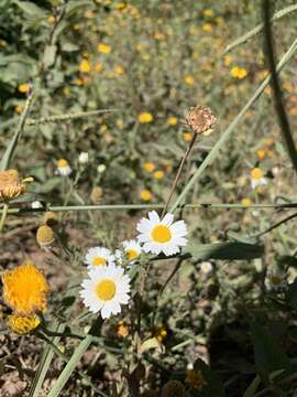 Image of weedy dogfennel