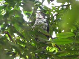 Image of Indian Cuckoo