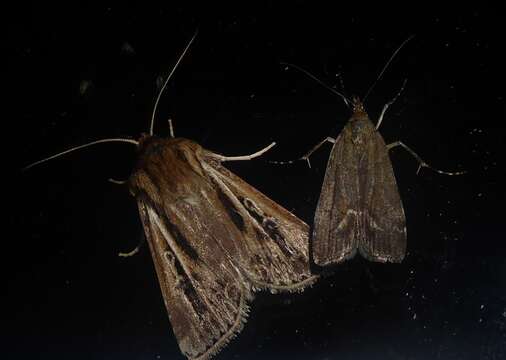 Image of Agrotis innominata Hudson 1898