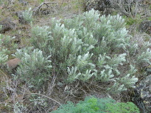 Sivun Artemisia rigida (Nutt.) A. Gray kuva