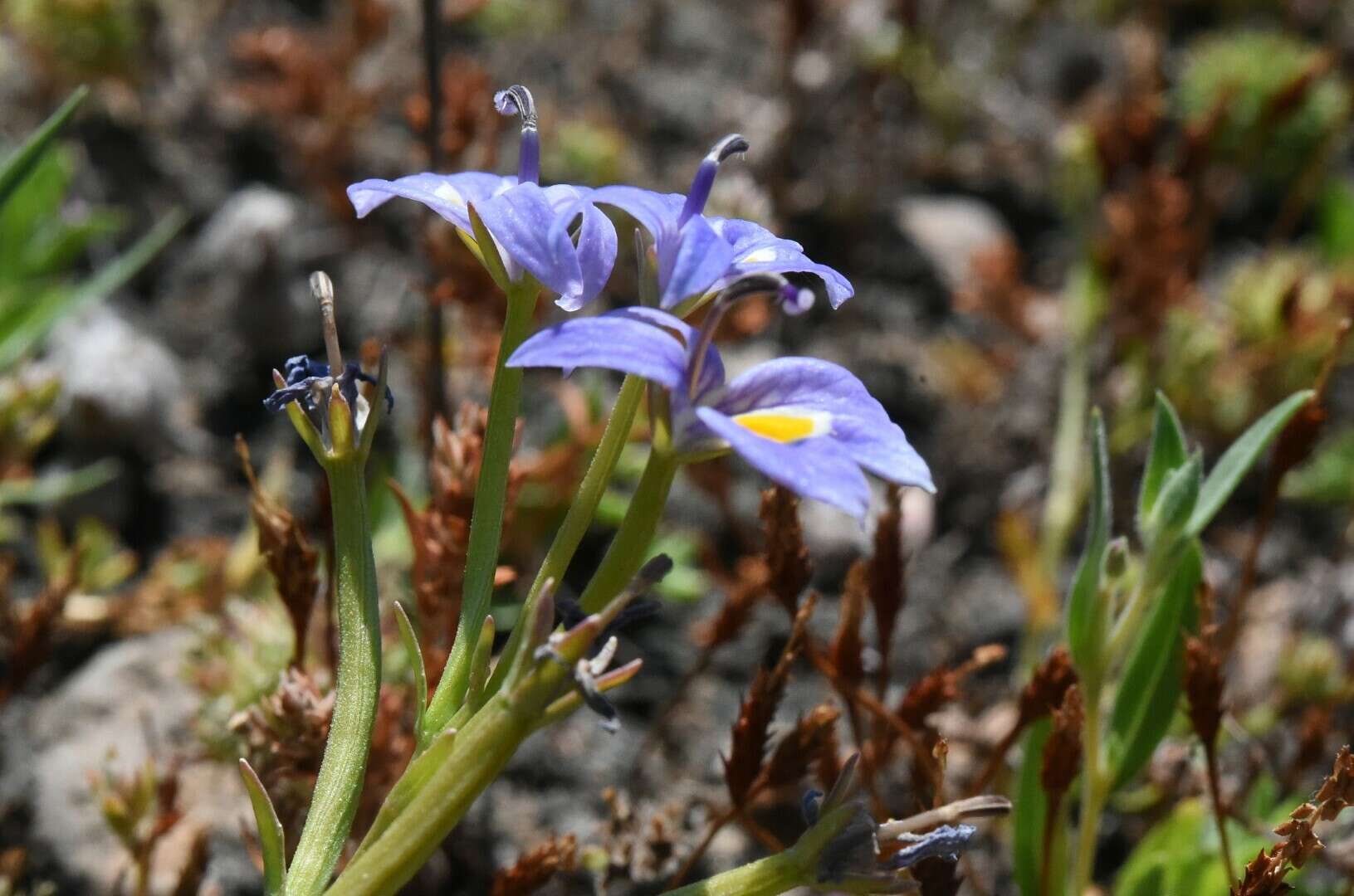 Image of Bach's calicoflower