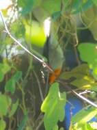 Image of Flame-throated Warbler