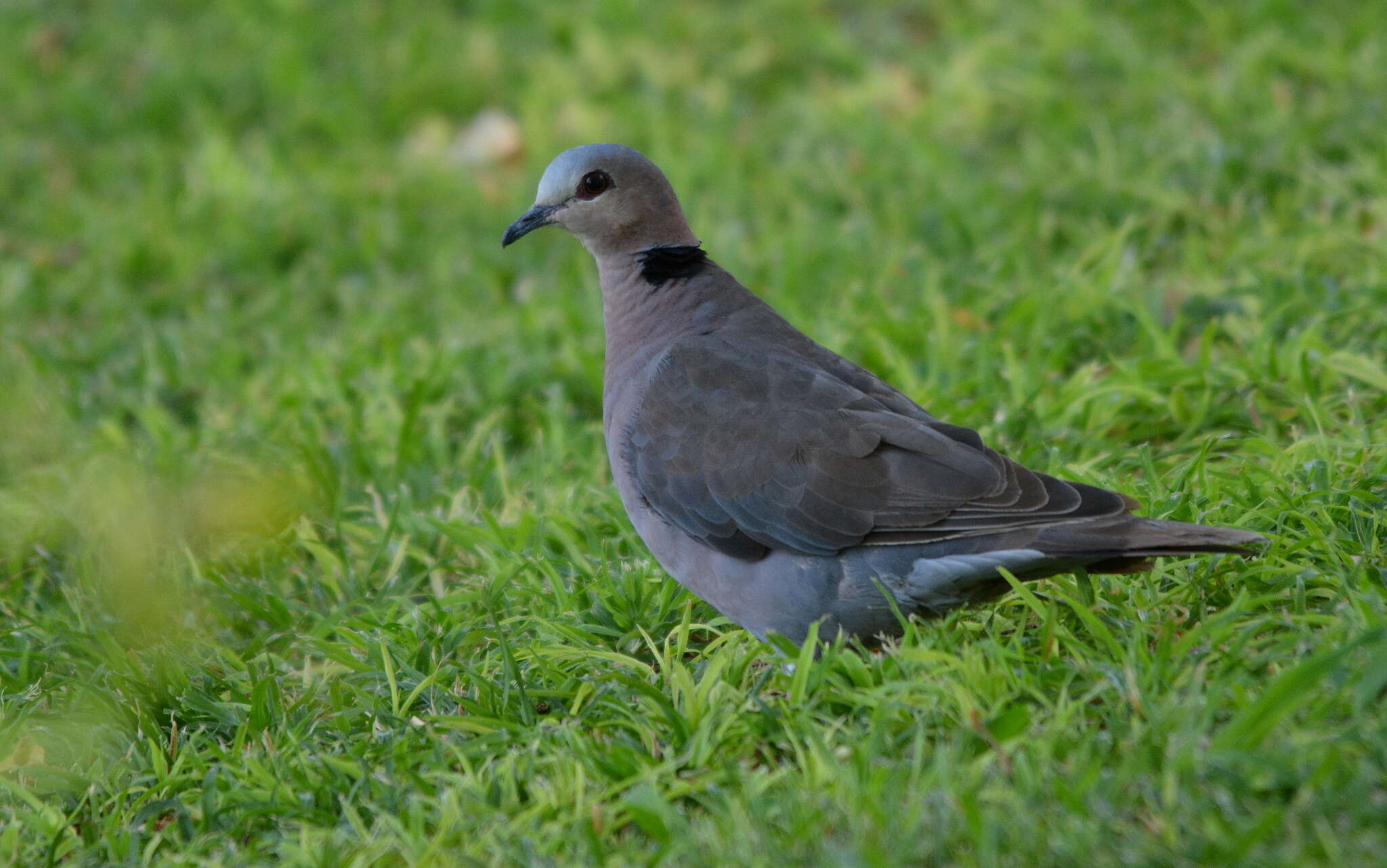 Image of Red-eyed Dove