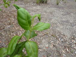 Image of Cyclophyllum coprosmoides (F. Muell.) S. T. Reynolds & R. J. F. Hend.