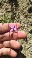 Image of Small waxlip orchid