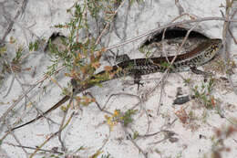 Image of South-western Rock-skink