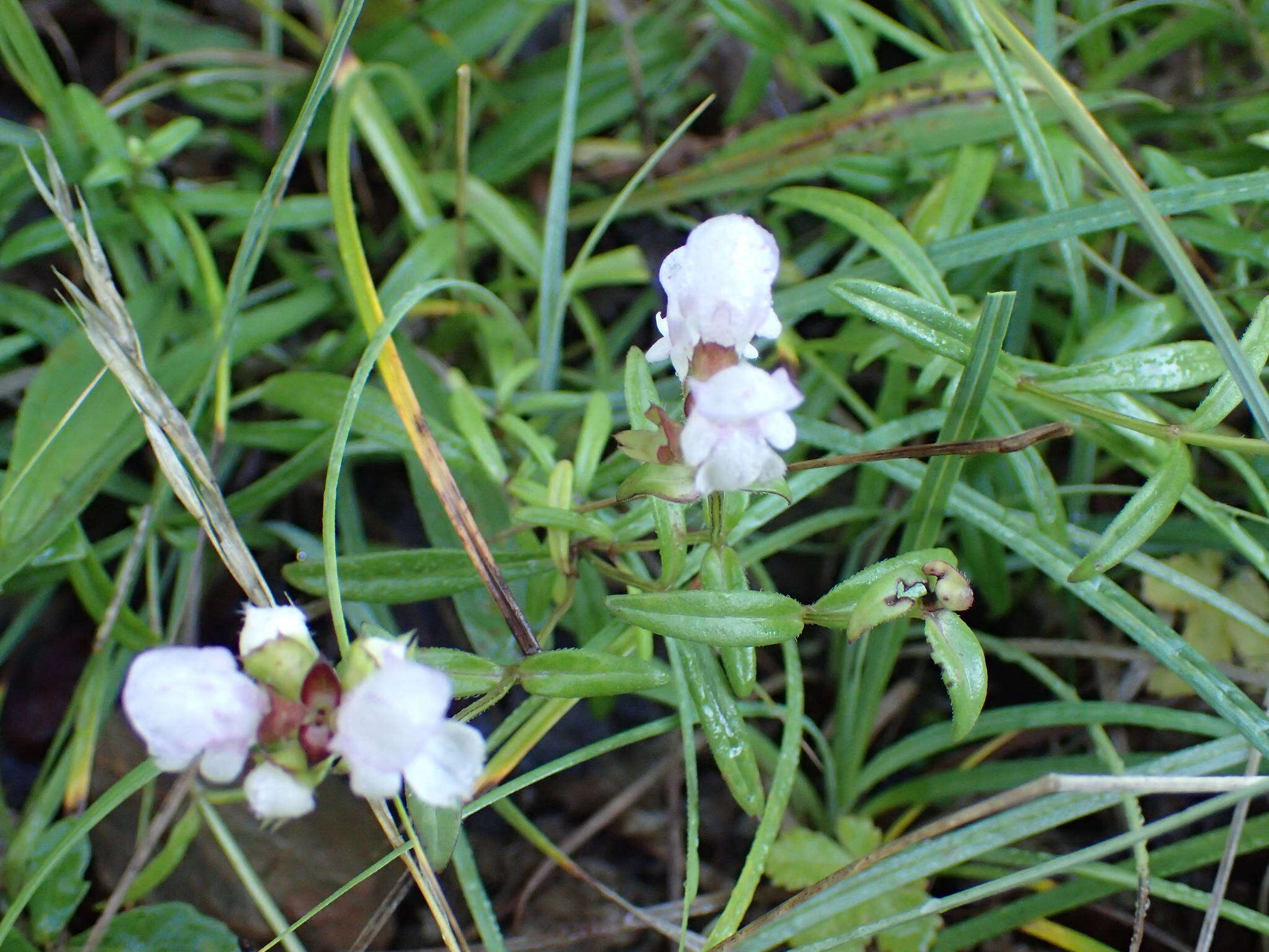 Image of Prunella hyssopifolia L.