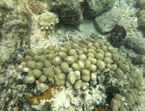 Image of Green Cactus Coral