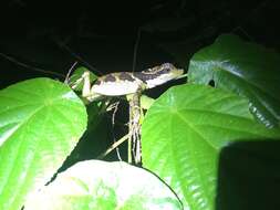 Image of Giant Forest Dragon