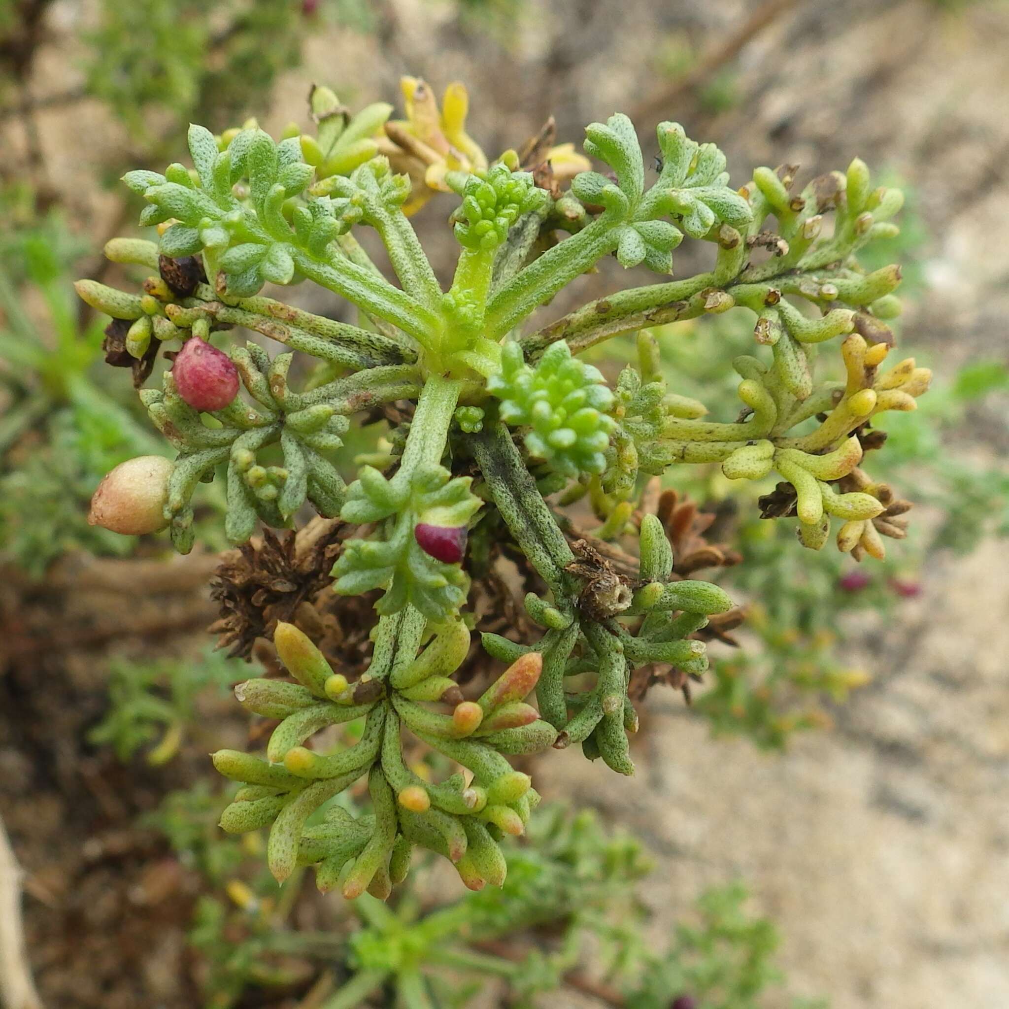 Imagem de Artemisia campestris subsp. maritima (DC.) Arcang.