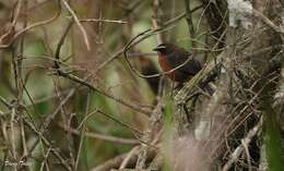 Image of Black-and-rufous Warbling Finch