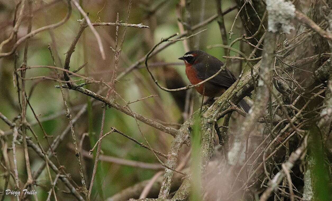 Image of Black-and-rufous Warbling Finch