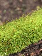 Image of dicranoweisia moss