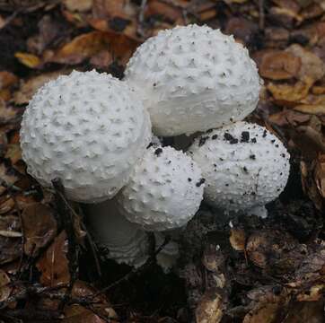 Image of Amanita magniverrucata Thiers & Ammirati 1982