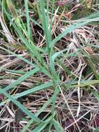 Image of Mead's Sedge