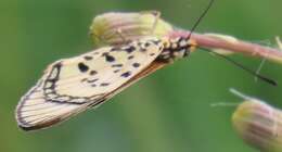 Acraea nohara Boisduval 1847的圖片