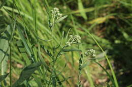 Image of Achillea salicifolia Bess.