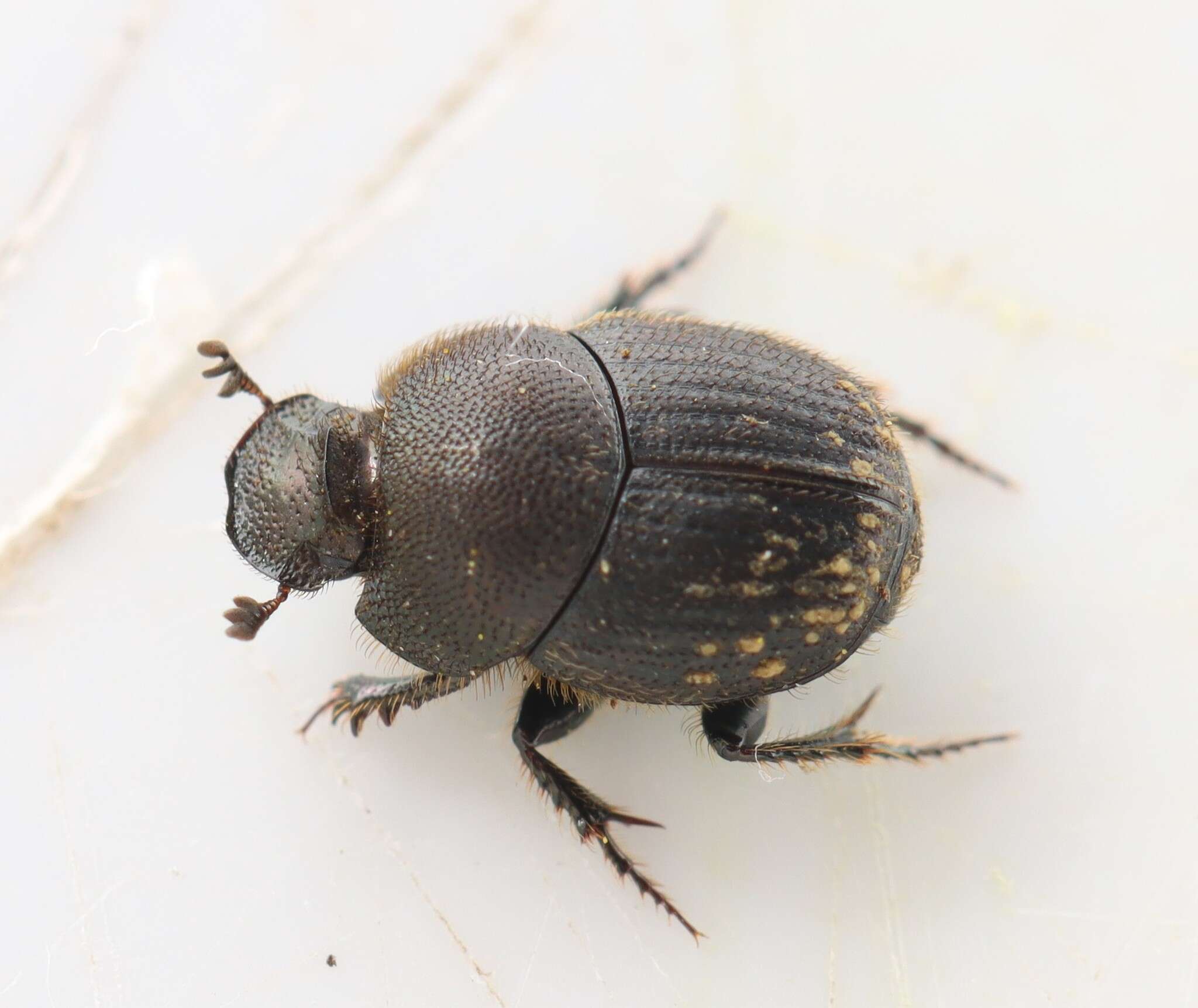 Слика од Onthophagus (Palaeonthophagus) joannae Goljan 1953