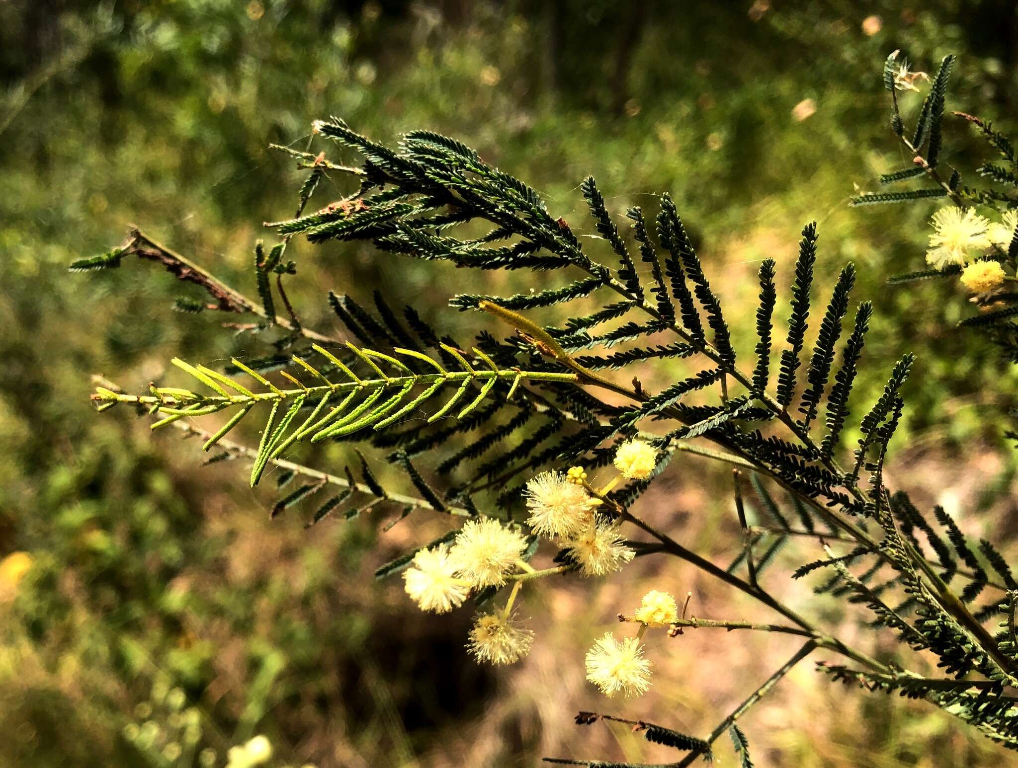 Image of Acacia loroloba Tindale