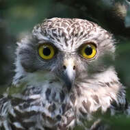 صورة Ninox strenua (Gould 1838)