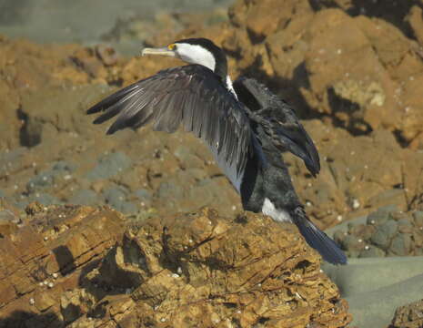 Image of Australian Pied Cormorant