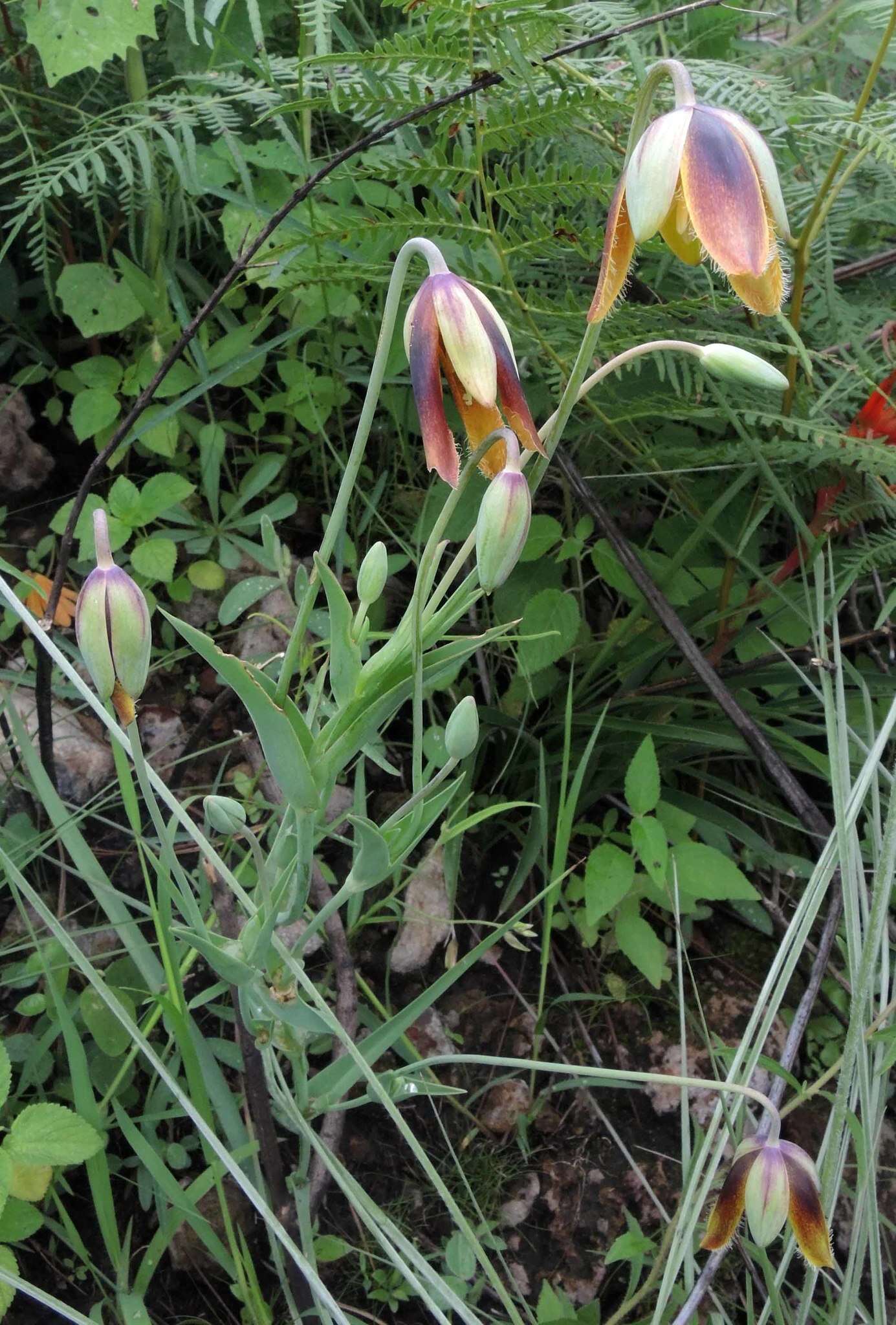 Calochortus purpureus (Kunth) Baker resmi