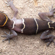 Image of Boulenger’s Indian Gecko