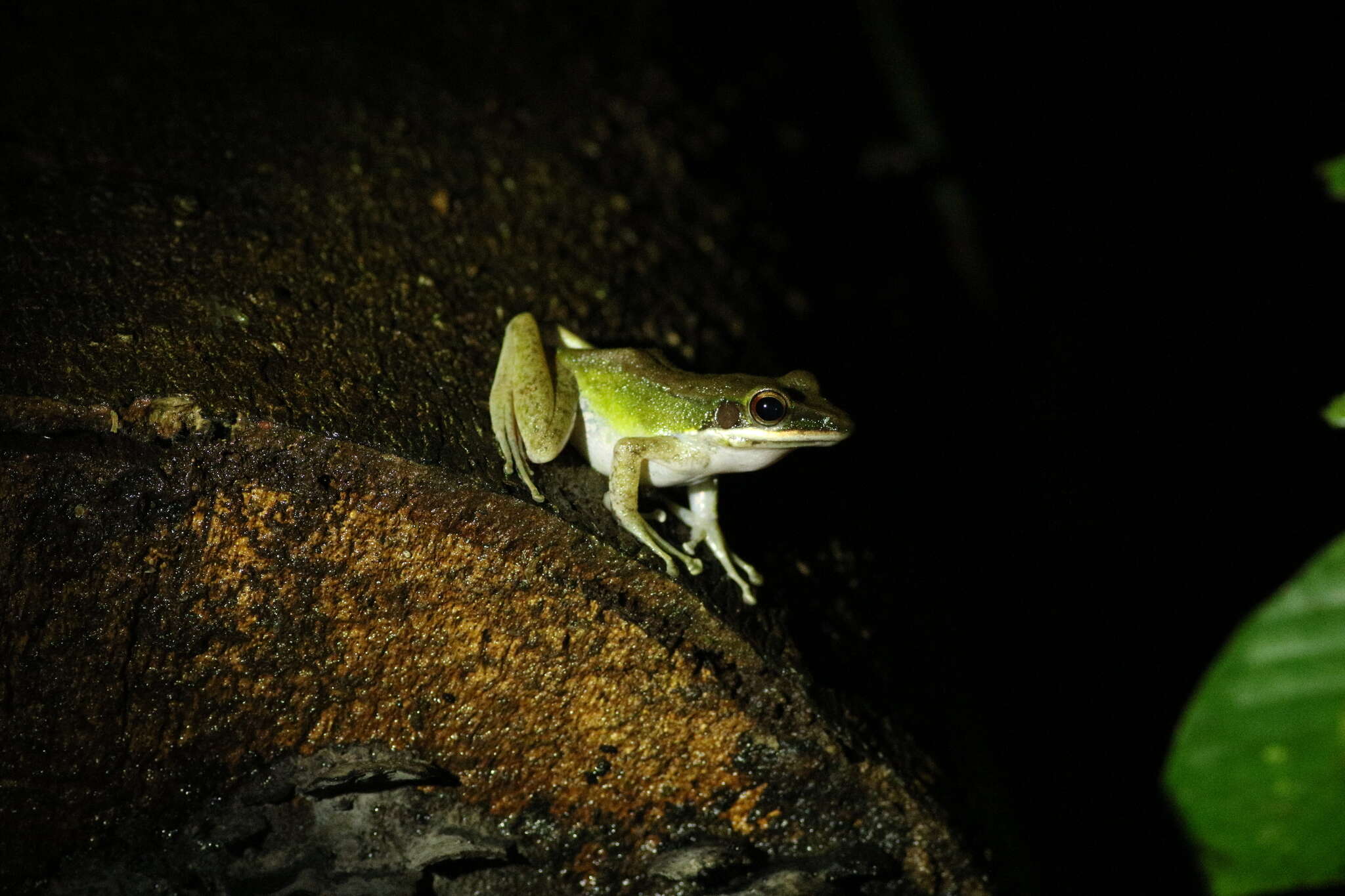 Image of Chalcorana megalonesa (Inger, Stuart & Iskandar 2009)