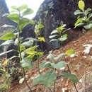 Sivun Tirpitzia sinensis (Hemsl.) Hallier fil. kuva