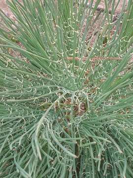 Image of Reseda virgata Boiss. & Reuter