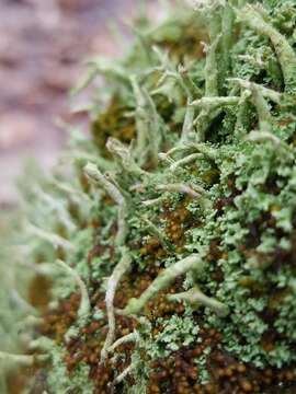 Image de Cladonia cenotea (Ach.) Schaer.