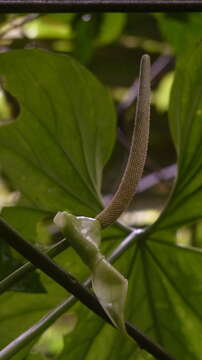 Image of Anthurium caperatum Croat & R. A. Baker