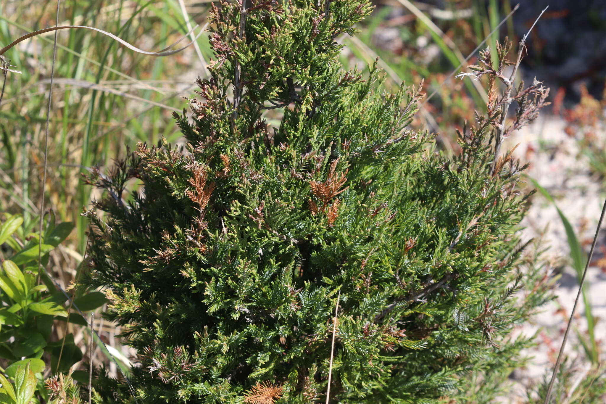 صورة Juniperus virginiana var. virginiana