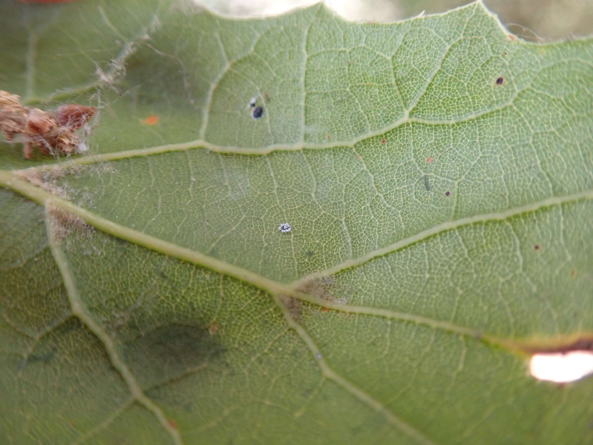 Image de Aleuroplatus coronata (Quaintance 1900)