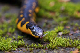 Image of Bombay Earth Snake