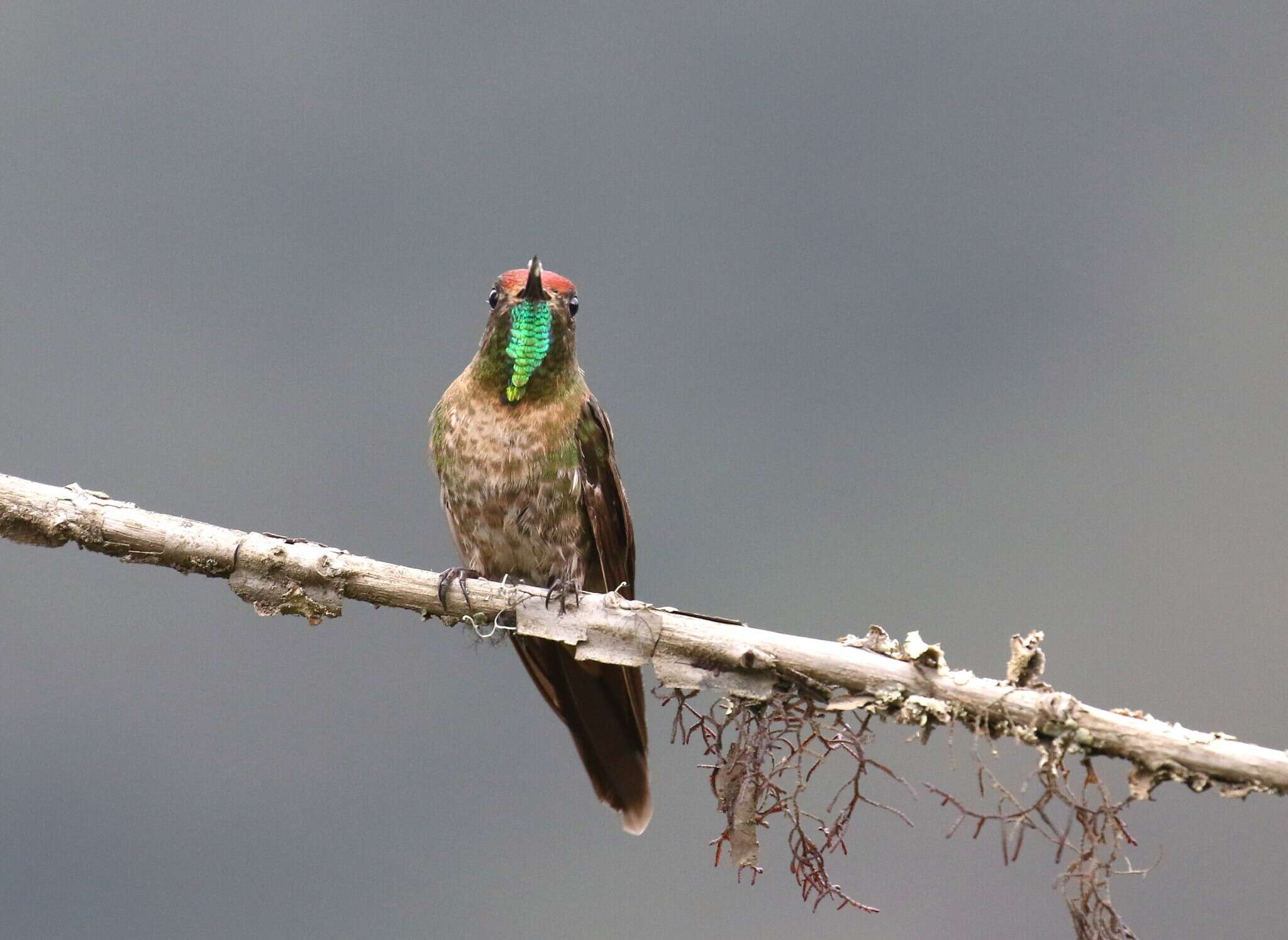 Image of Rufous-capped Thornbill