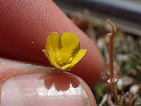 Image de Potentilla morefieldii B. Ertter