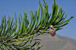 صورة Pinus remota (Little) D. K. Bailey & Hawksw.