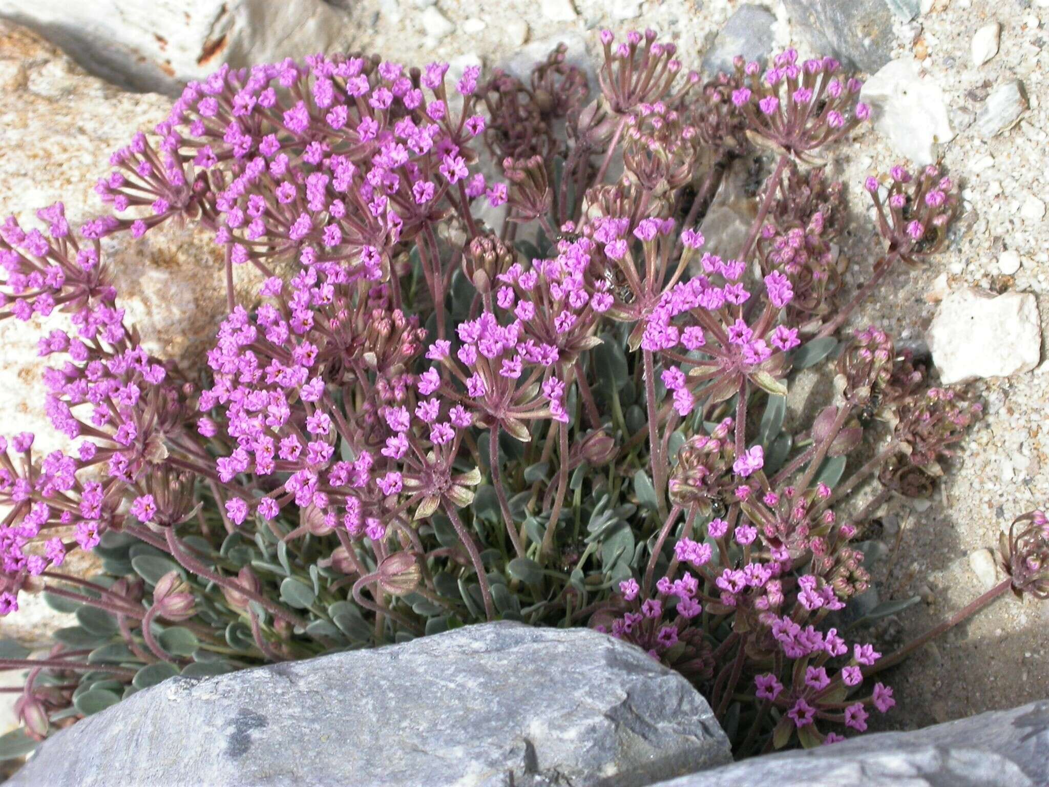 Image of Coville's dwarf sand verbena