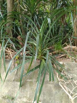 Image of Pandanus odorifer (Forssk.) Kuntze